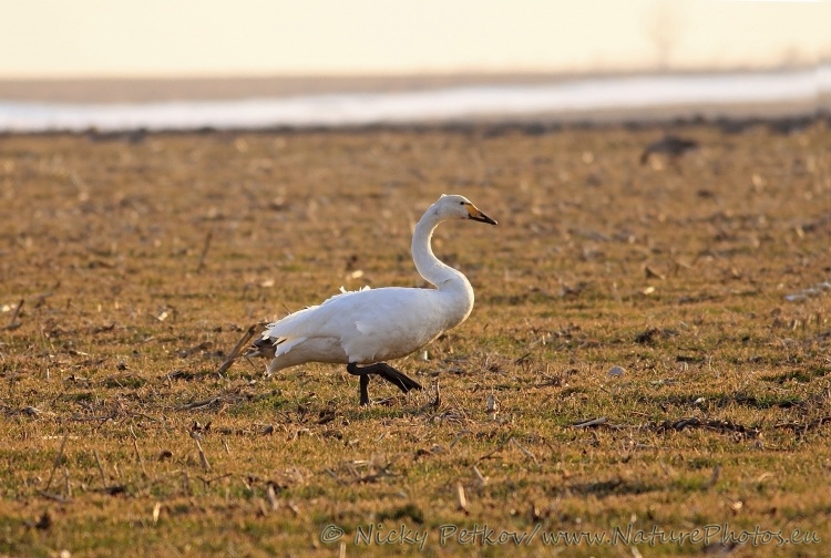 WildLife Photos of Birds, Geese, Ducks & others, Whooper Swan, Cygnus cygnus